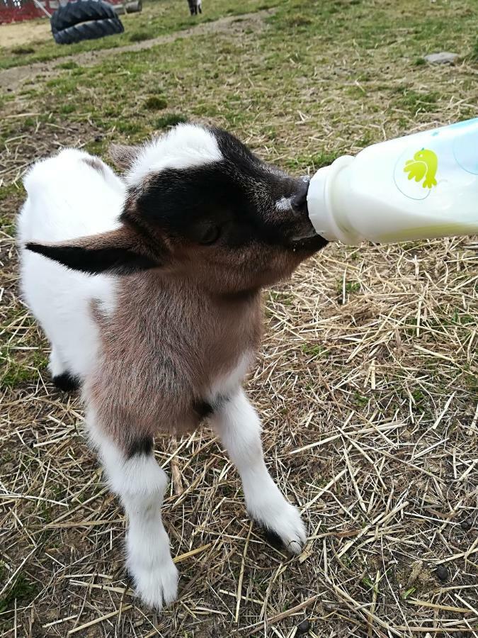 شقة Farma Ranch Jelemek Nebahovy المظهر الخارجي الصورة